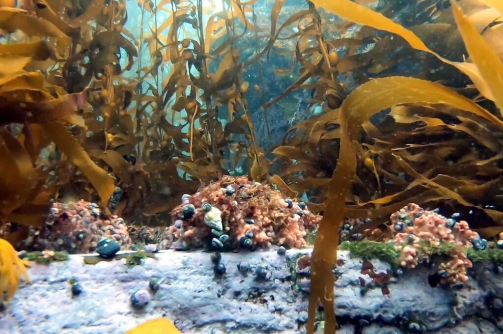 Pucusana regeneran ecosistema y devuelven los peces